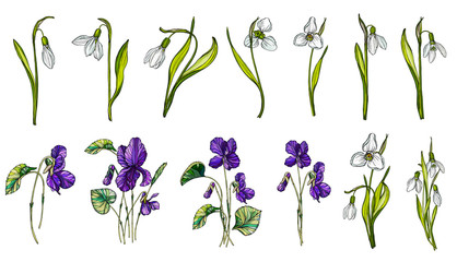 Fototapeta na wymiar Vector set of colors of snowdrop and violets