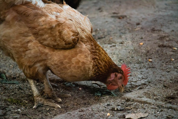 Close up of chicken hen eating food 