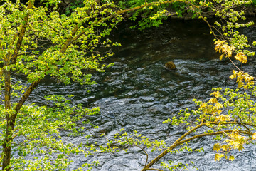 View of River Vilnia through spring trees branches: gentle greenery, stream of the water. Green city Vilnius, Uzupis.