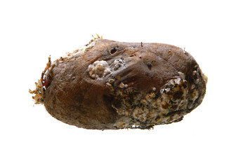potato isolated on white background