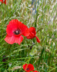 Red poppies