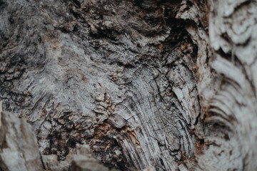 Wooen tree texture