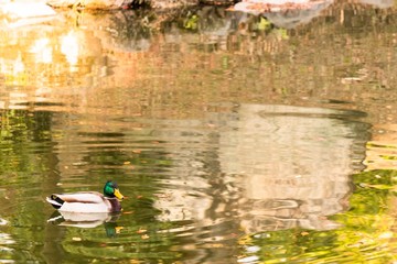 Duck in the pond
