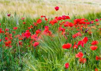 Red poppies