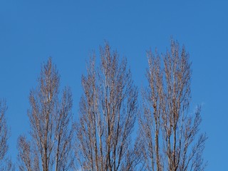 公園の木々（冬）