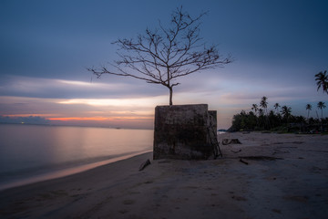 tree on the beach