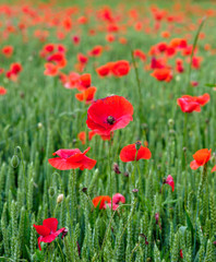 Red poppies