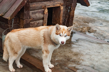 young husky dog near doghouse © Semiglass