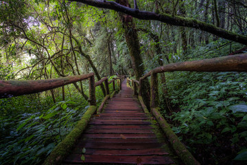 Obraz premium wooden bridge in forest