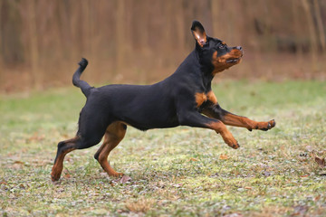 Happy black and tan Rottweiler puppy running outdoors on a green grass in autumn