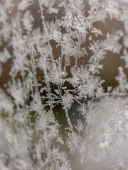 ice flower texture, ice flower fragments on blurred background