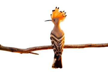 Hoopoe with a loose crest on his head sits on a branch.