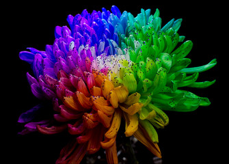 Rainbow Colored Dahlia. Low Key studio shot of a bright flower. Good for screen background wallpapers.