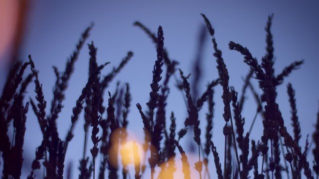 panned camera dolly lavender field silhouette with yellow warm lights on foreground. Provence lavender field at night light