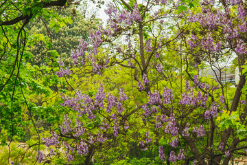 Fototapeta na wymiar blooming wisteria beautiful flowers in the garden.