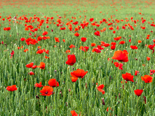 Red poppies