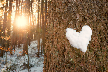 snow heart at the tree bark, sunset scenery in the forest