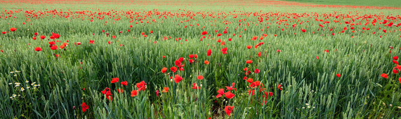 Red poppies