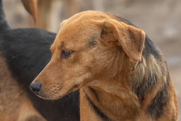 closeup portrait sad homeless abandoned brown dog in shelter