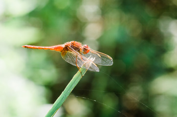 Small European-Mediterranean dragonfly under the natural light on a sunny day.