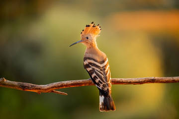 Hoopoe with a loose crest on his head sits on a branch . © pazyuk