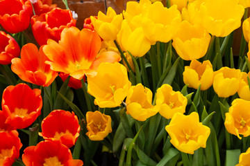 Tulip. Beautiful bouquet of tulips. colorful tulips. tulips in spring,colourful tulip