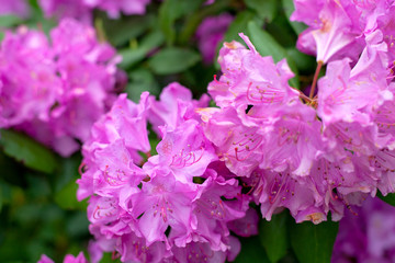 blooming pink rhododendron close up