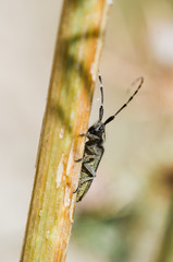 macro of a bug on a leaf