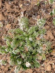 frosted grass texture