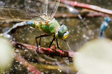 close up of a dragonfly