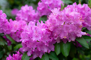 blooming pink rhododendron close up