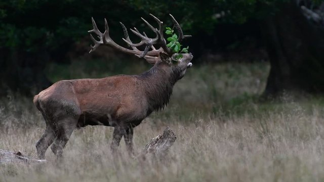 Red deer (Cervus elaphus) stag with branch in huge antlers bellowing in forest during the rut in autumn