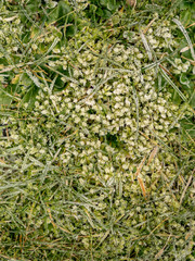 frosted grass texture