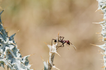 Ant on a flower