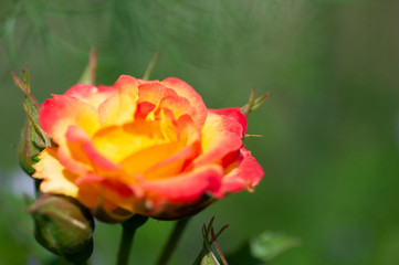 Closeup of a blooming orange and yellow rose