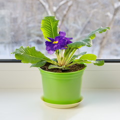 Purple primrose common (lat. Primula vulgaris) in a plastic pot on the windowsill