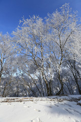 Beautiful landscape with trees in the snow on a sunny winter day