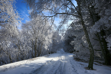 Walkway in a beautiful winter forest