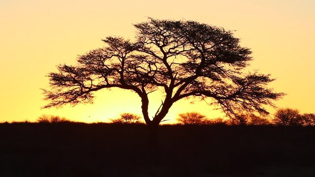 Iconic golden sunset African acacia tree: Exposure deepens throughout