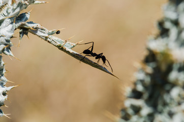 ant on a branch