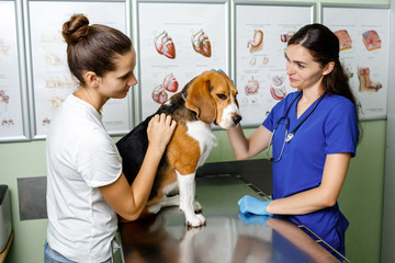 The owner brought his beagle dog to the veterinary clinic for inspection. The dog was consulted and...