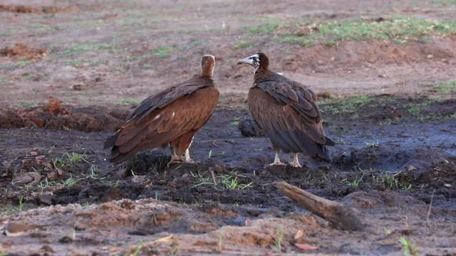 Pair of Hooded Vultures scavenge for food in the mud near Chobe River