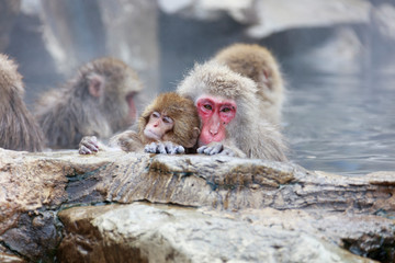 Naklejka premium A baby monkey entering a hot spring with your mother