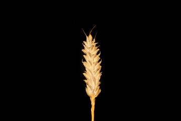 wheat isolated on white background