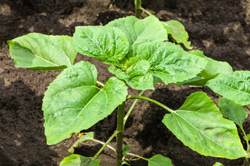 Agricultural field with young sprouts of a sunflower lit by the midday sun on fertile chernozem soil.