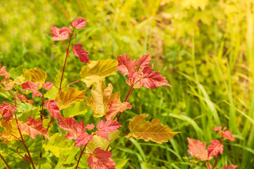 A young bush with bright yellow-red foliage is lit by sunlight. Natural green spring seasonal background. Park and forest habitat.