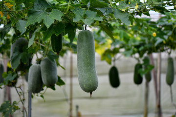 Hanging winter melon plant and fruits
