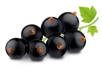 Twig of black currant with leaves isolated on a white background.