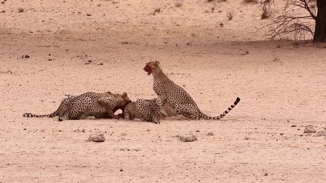 Five African Cheetahs feed on a recently killed antelope in Kalahari