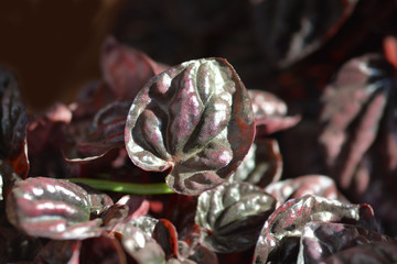 Emerald-ripple pepper Schumi Red Sienna Sunset